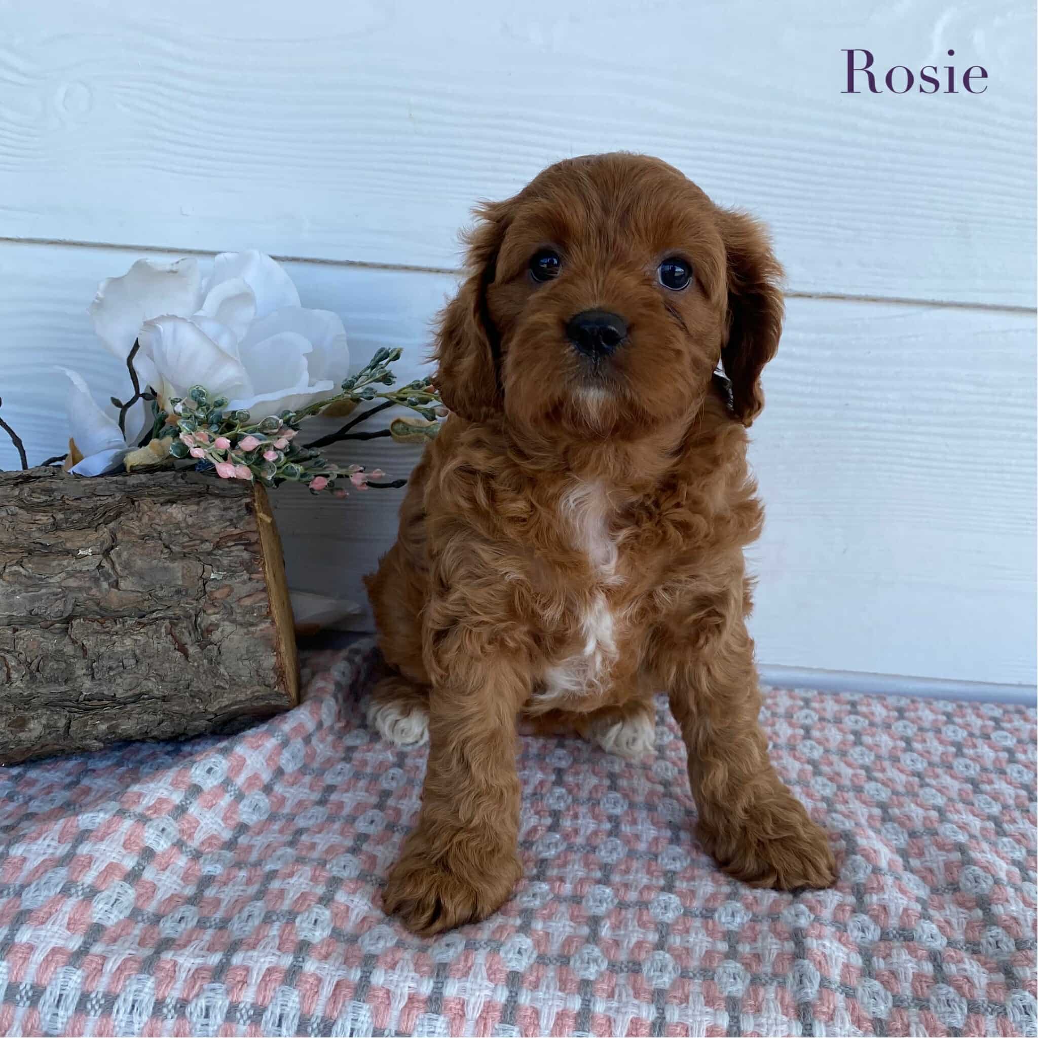 Cavoodle Mini Female Rosie - Available to Adopt 23rd March 2025
