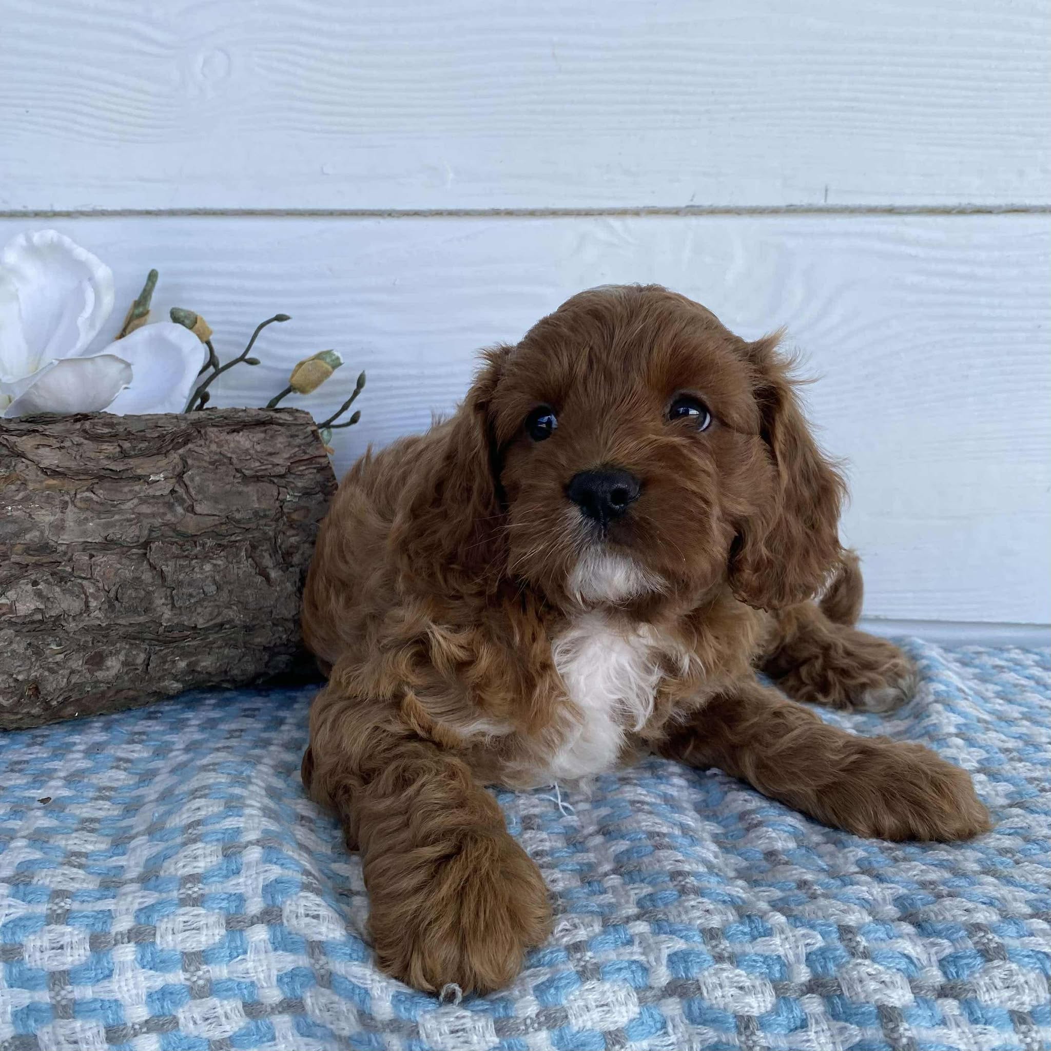 Cavoodle Mini Male Rocky - Available to Adopt 23rd March 2025