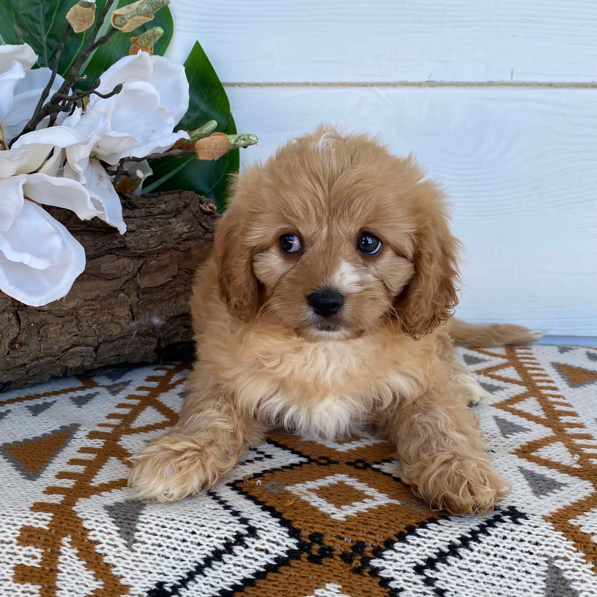.Cavoodle Toy Female Lilac - Available Now to Adopt