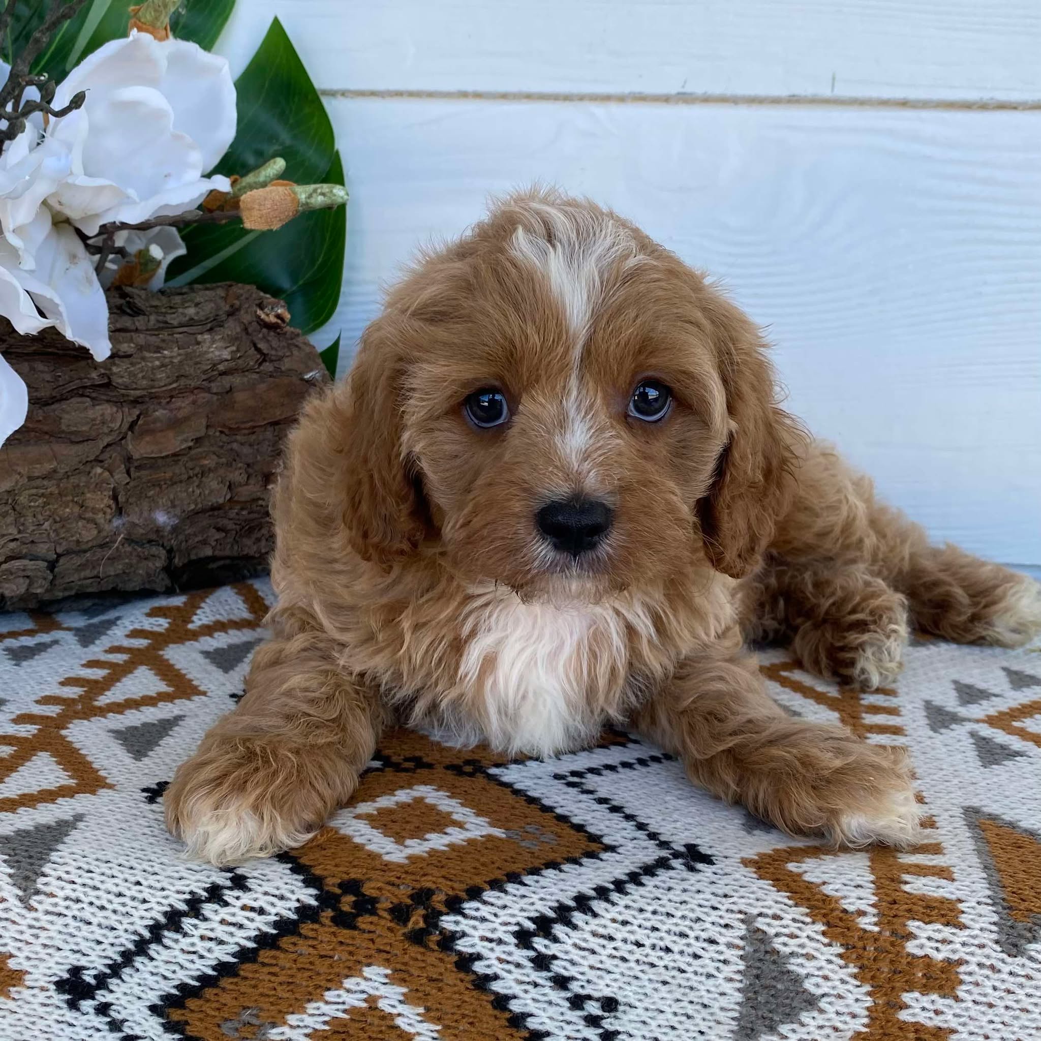 .Cavoodle Toy Male Lenny- Available Now to Adopt