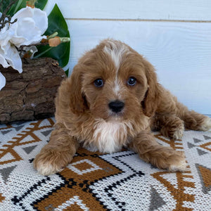.Cavoodle Toy Male Lenny- Available Now to Adopt