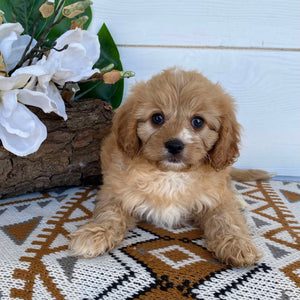 .Cavoodle Toy Female Lilac - Available Now to Adopt