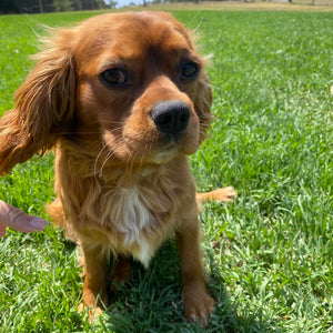 Cavalier Male Diesel - Available to Adopt 15th October 2025