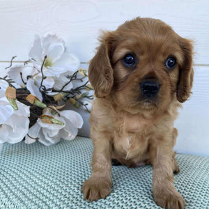 Cavalier Male Diesel - Available to Adopt 15th March 2025