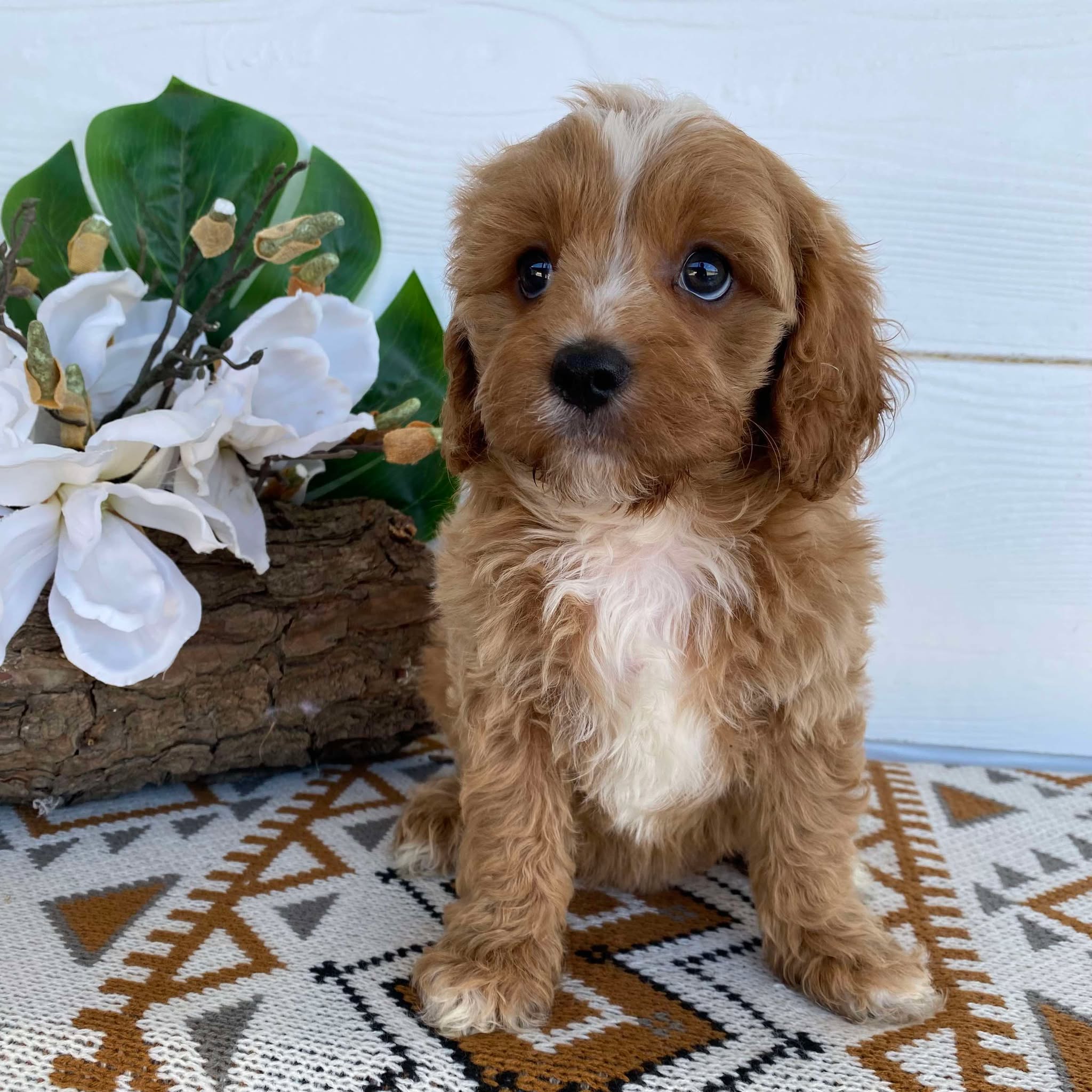 .Cavoodle Toy Male Lenny- Available Now to Adopt