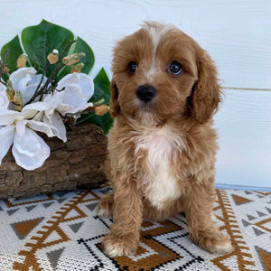 .Cavoodle Toy Male Lenny- Available Now to Adopt