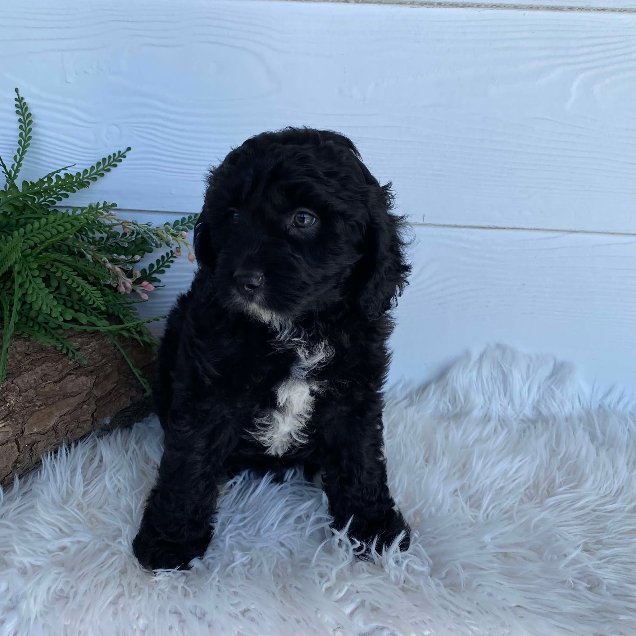 Cavoodle X Mini Female Winter - Available to Adopt 9th March 2025