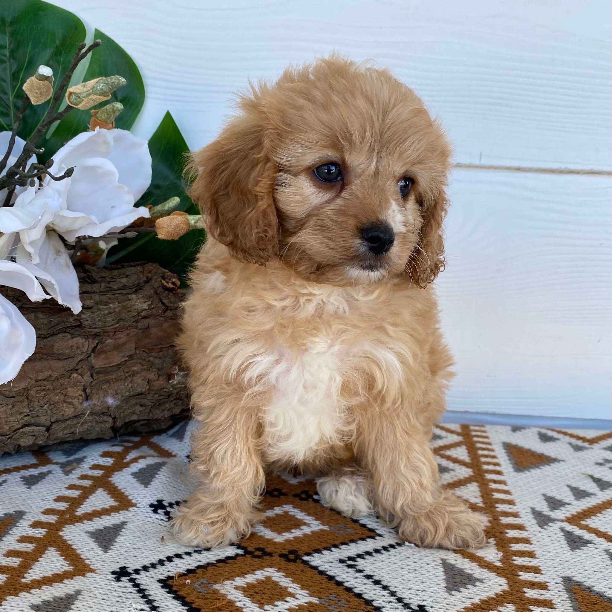 .Cavoodle Toy Female Lilac - Available Now to Adopt