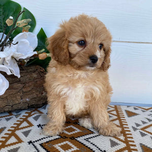 .Cavoodle Toy Female Lilac - Available Now to Adopt