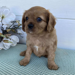 Cavalier Male Diego - Available to Adopt 15th March 2025