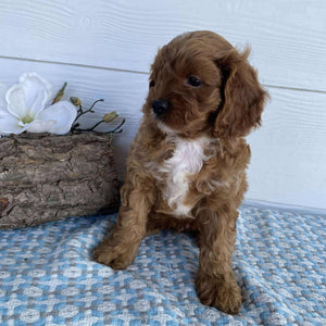 Cavoodle Mini Male Rocky - Available to Adopt 23rd March 2025