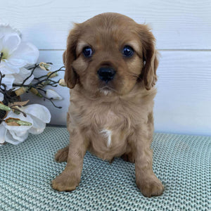 Cavalier Male Diego - Available to Adopt 15th March 2025