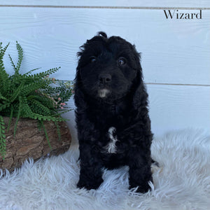 Cavoodle X Mini Male Wizard - Available to Adopt 9th March 2025