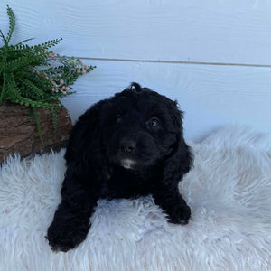 Cavoodle X Mini Male Wizard - Available to Adopt 9th March 2025