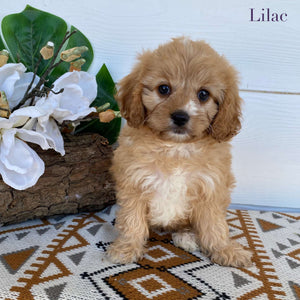 .Cavoodle Toy Female Lilac - Available Now to Adopt