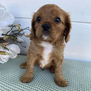 Cavalier Male Duke - Available to Adopt 15th March 2025