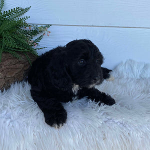 Cavoodle X Mini Female Winter - Available to Adopt 9th March 2025