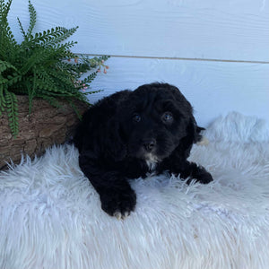 Cavoodle X Mini Female Winter - Available to Adopt 9th March 2025