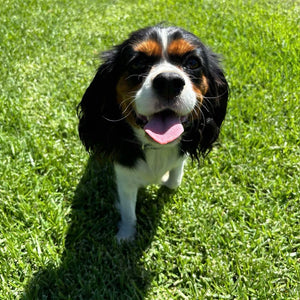 Cavoodle Toy Female Blossom - Available to Adopt 19th September 2025