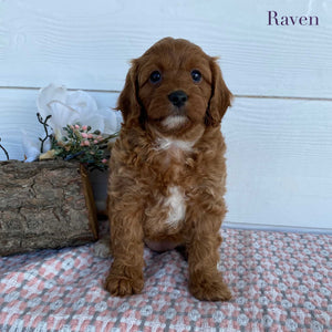 Cavoodle Mini Female Raven - Available to Adopt 23rd March 2025
