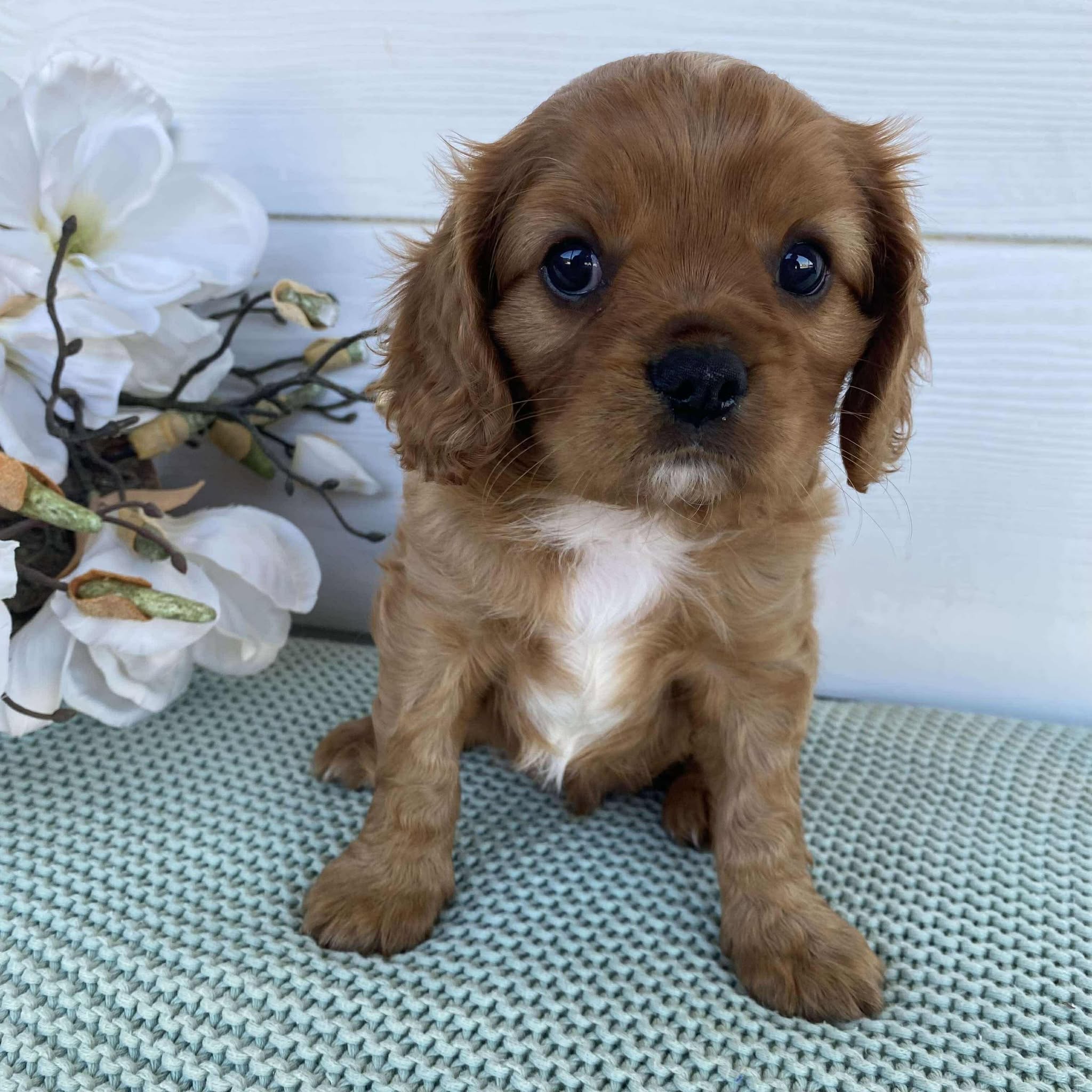 Cavalier Male Duke - Available to Adopt 15th March 2025