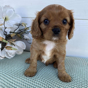 Cavalier Male Duke - Available to Adopt 15th March 2025