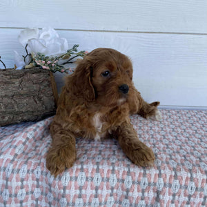 Cavoodle Mini Female Rosie - Available to Adopt 23rd March 2025
