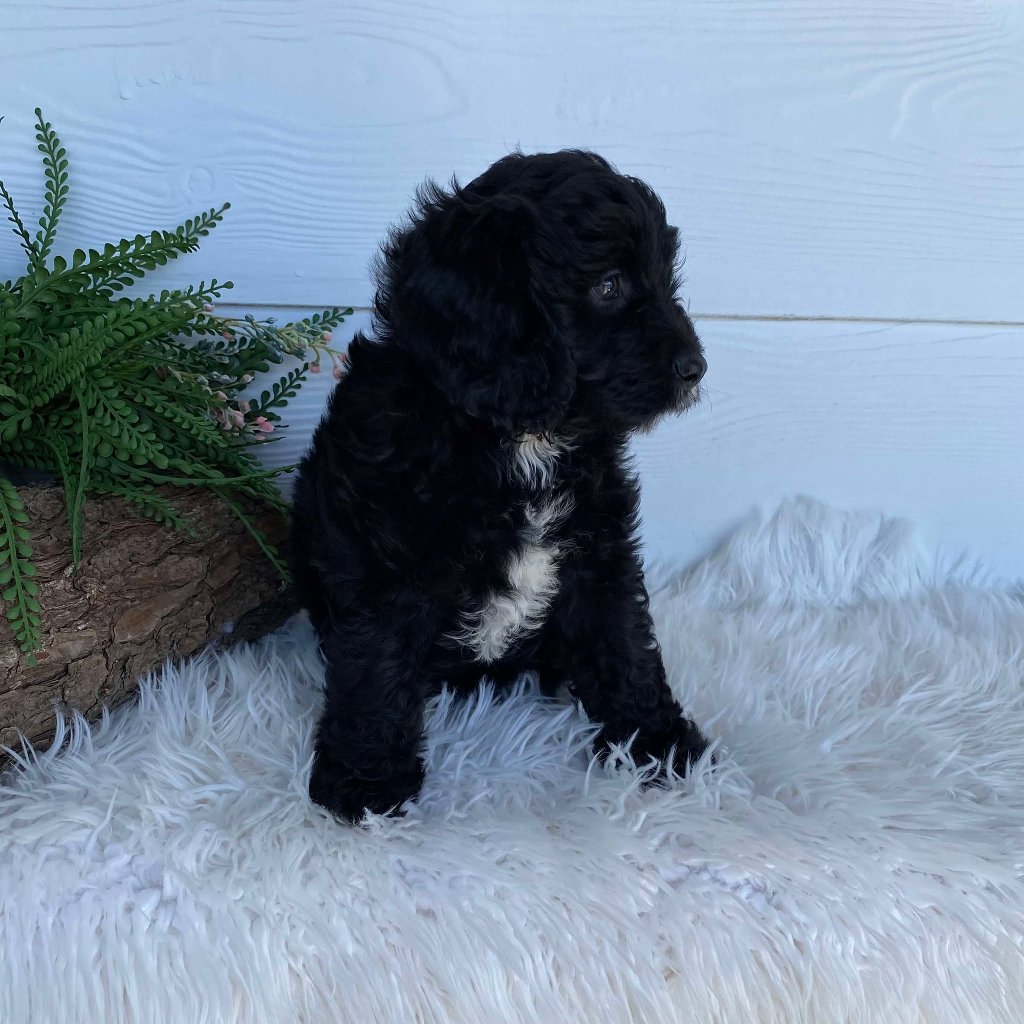 Cavoodle X Mini Female Winter - Available to Adopt 9th March 2025