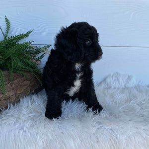 Cavoodle X Mini Female Winter - Available to Adopt 9th March 2025