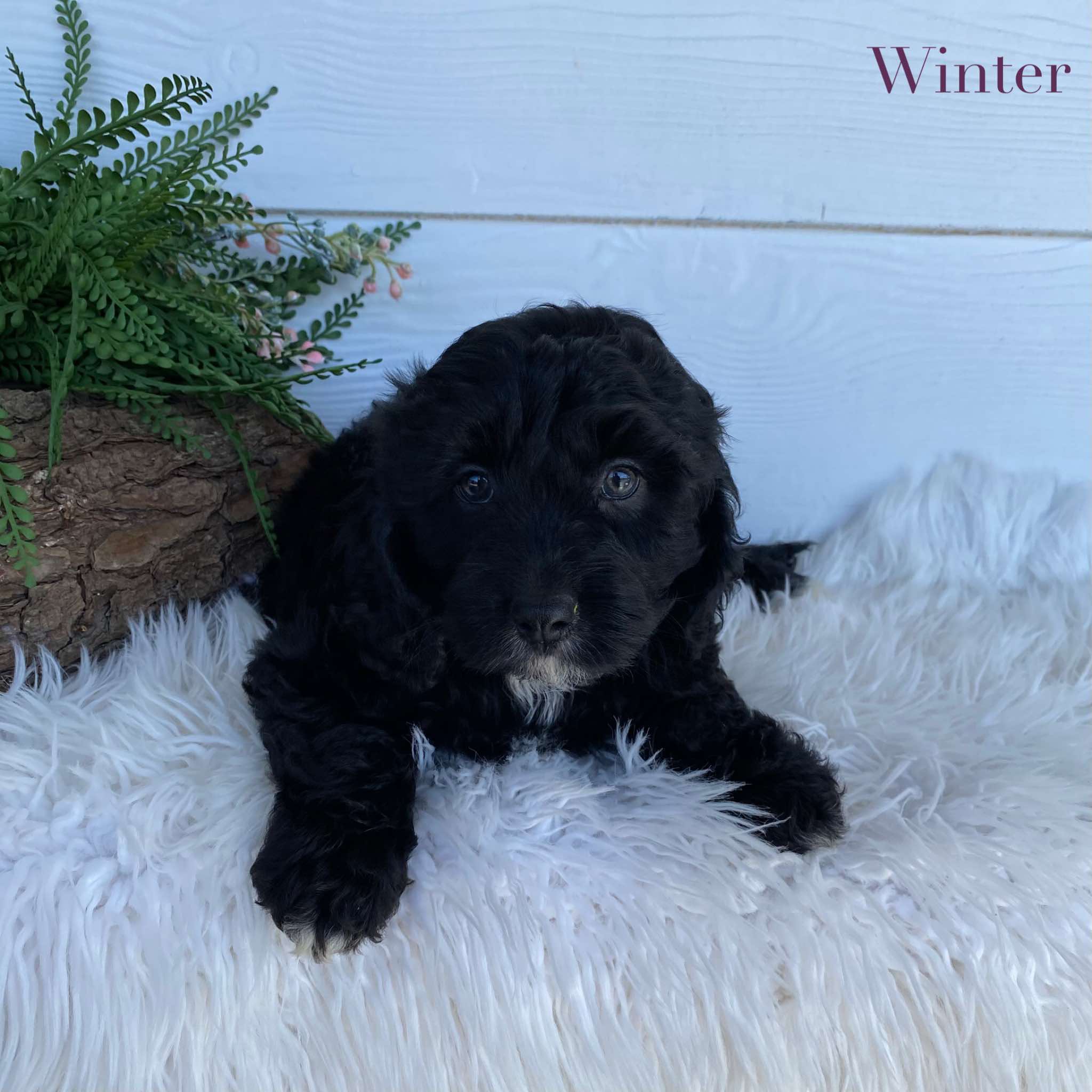 Cavoodle X Mini Female Winter - Available to Adopt 9th March 2025