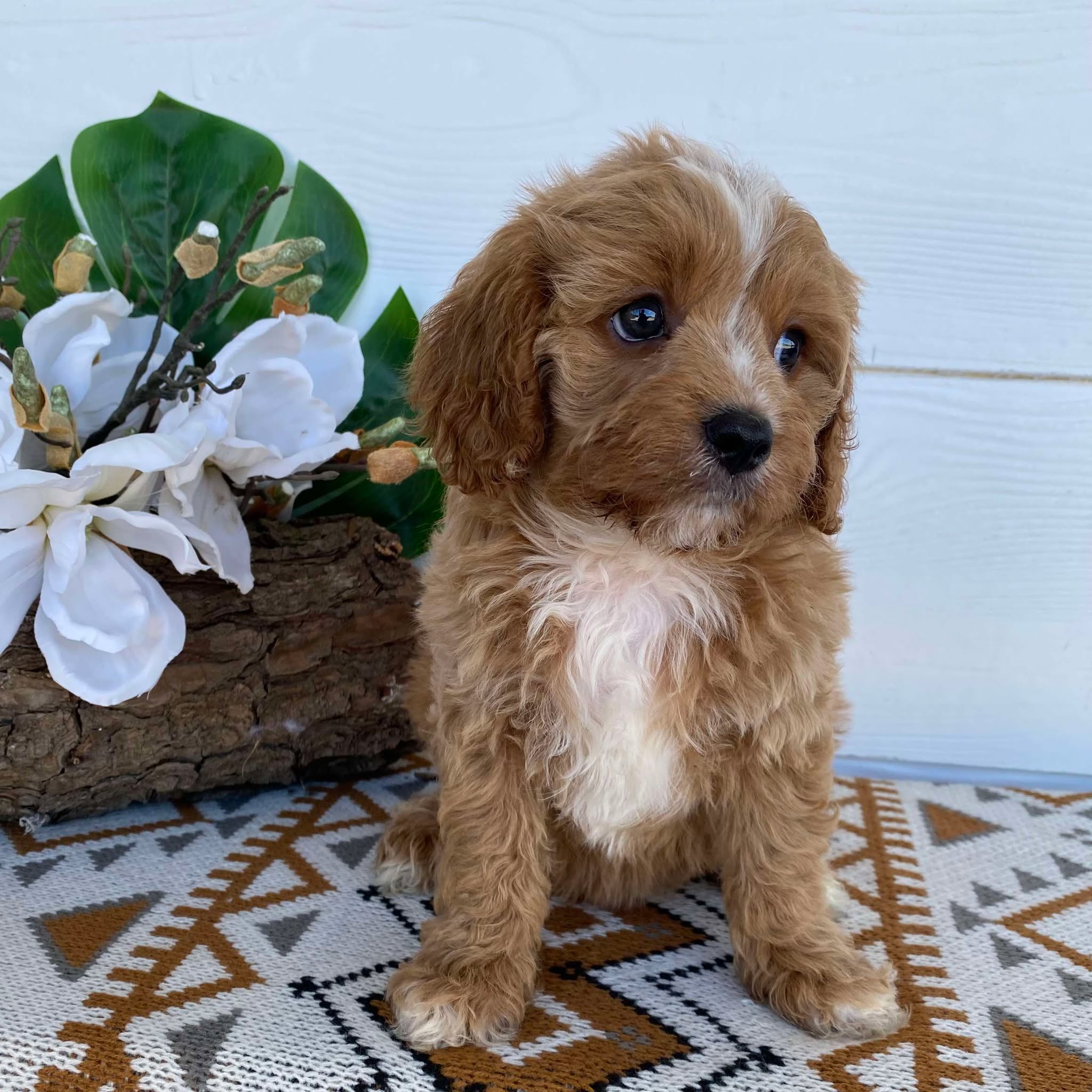 .Cavoodle Toy Male Lenny- Available Now to Adopt