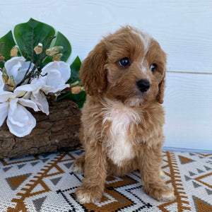 .Cavoodle Toy Male Lenny- Available Now to Adopt