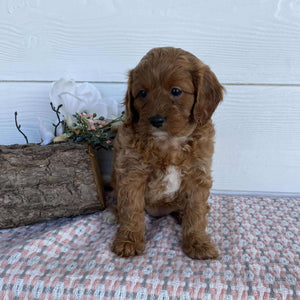 Cavoodle Mini Female Raven - Available to Adopt 23rd March 2025
