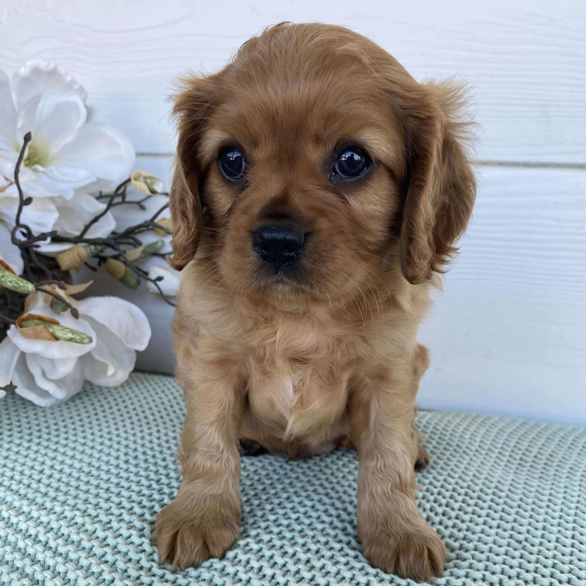 Cavalier Male Diesel - Available to Adopt 15th March 2025