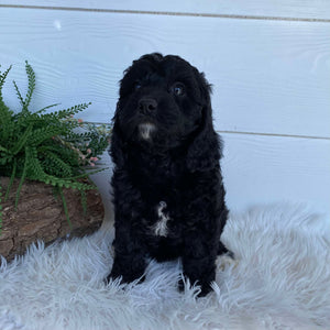 Cavoodle X Mini Male Wizard - Available to Adopt 9th March 2025