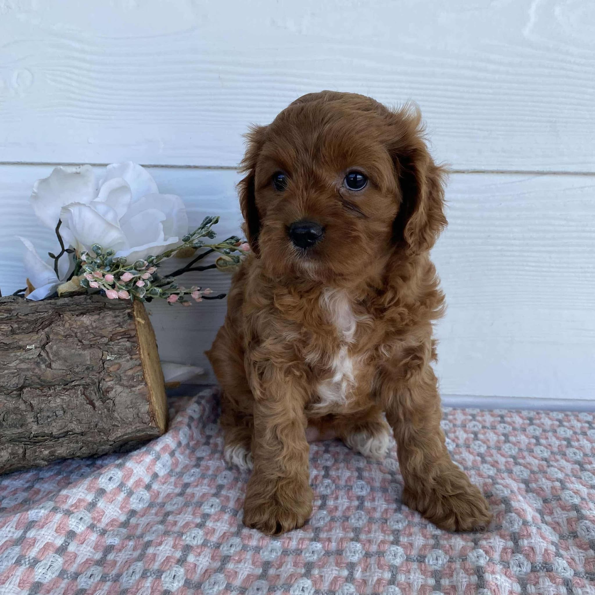 Cavoodle Mini Female Rosie - Available to Adopt 23rd March 2025