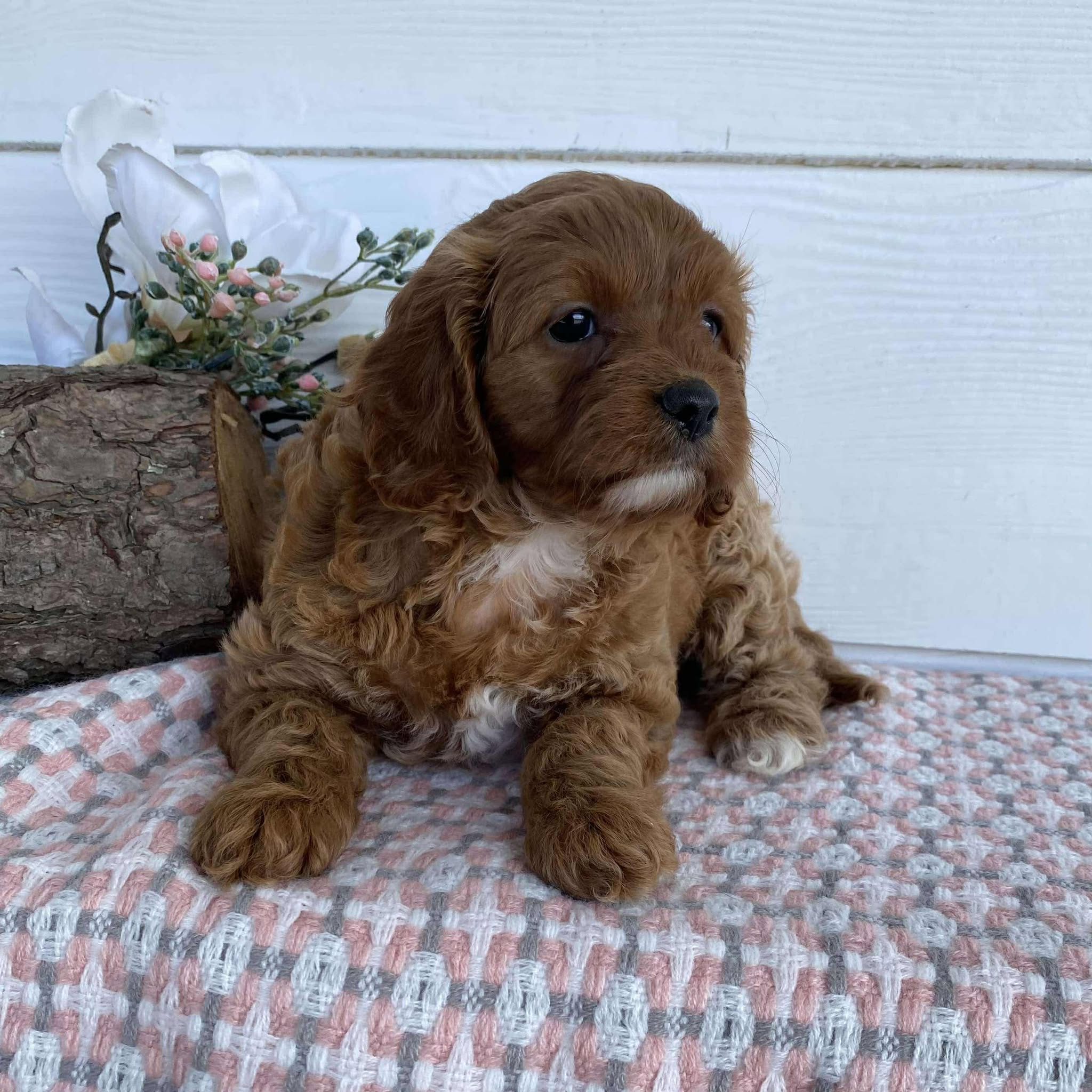 Cavoodle Mini Female Raven - Available to Adopt 23rd March 2025