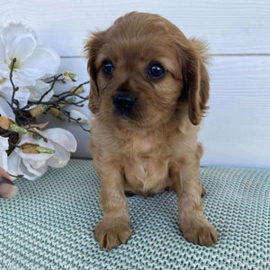 Cavalier Male Diego - Available to Adopt 15th March 2025