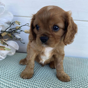 Cavalier Male Duke - Available to Adopt 15th March 2025
