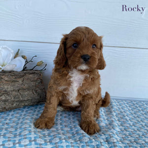 Cavoodle Mini Male Rocky - Available to Adopt 23rd March 2025
