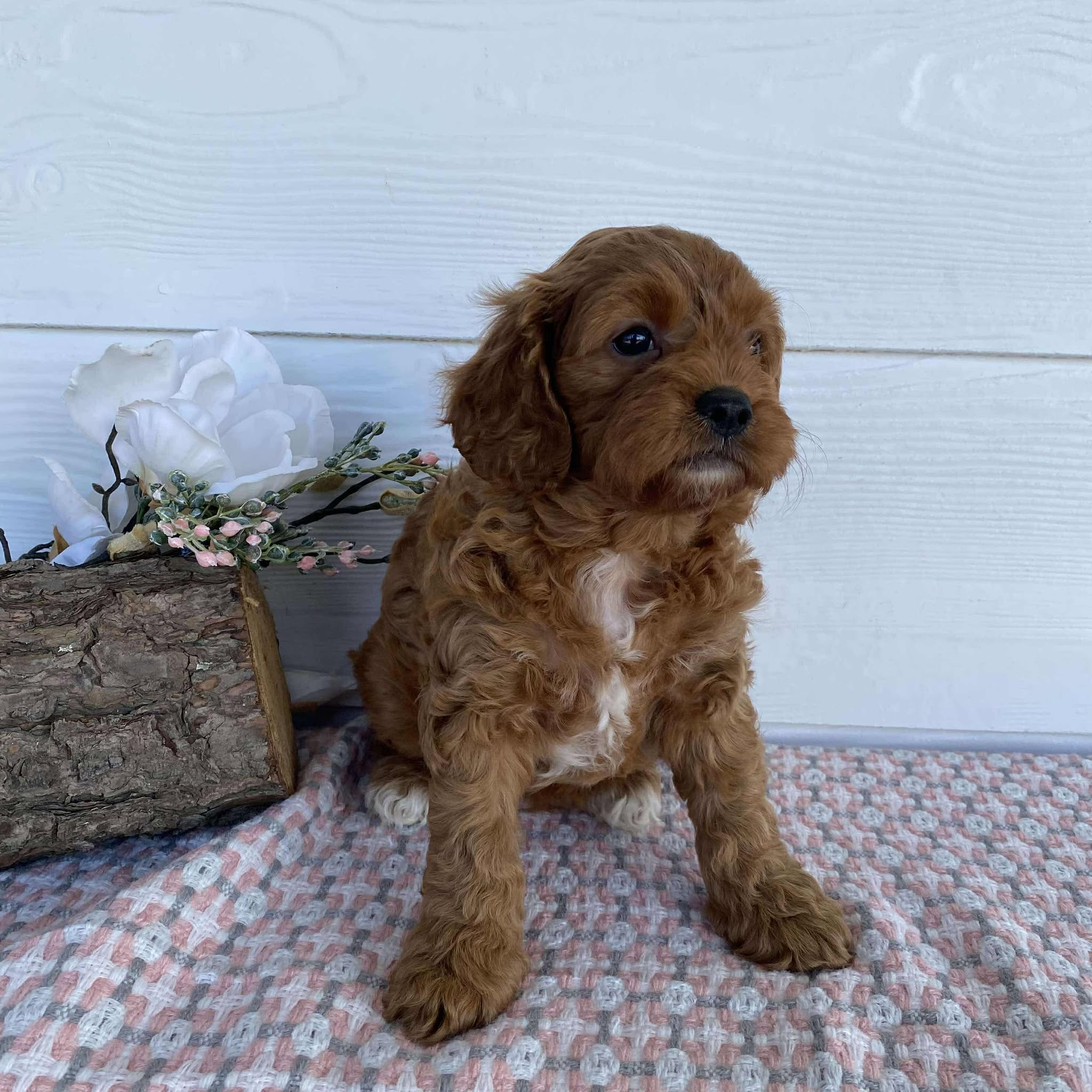 Cavoodle Mini Female Rosie - Available to Adopt 23rd March 2025