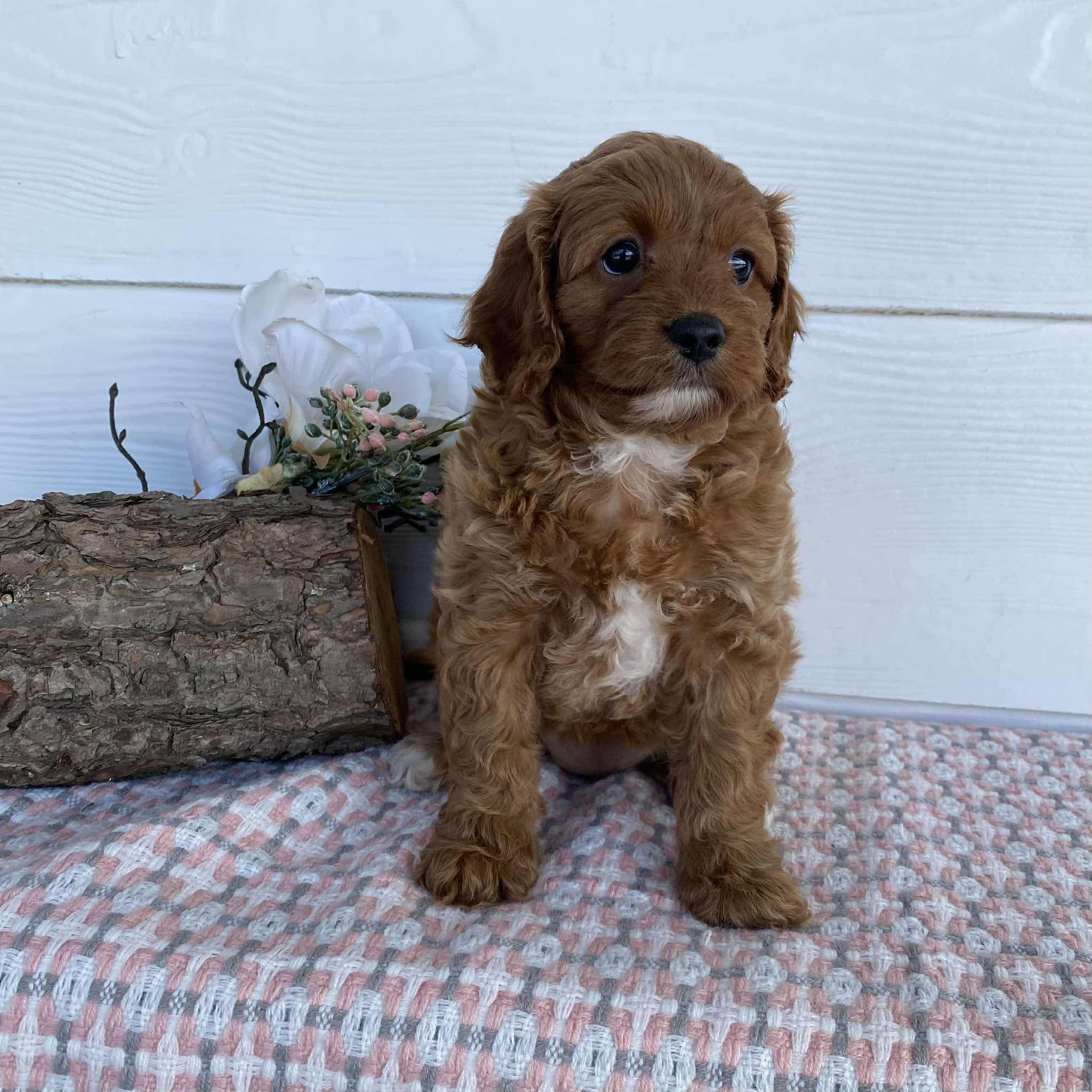 Cavoodle Mini Female Raven - Available to Adopt 23rd March 2025