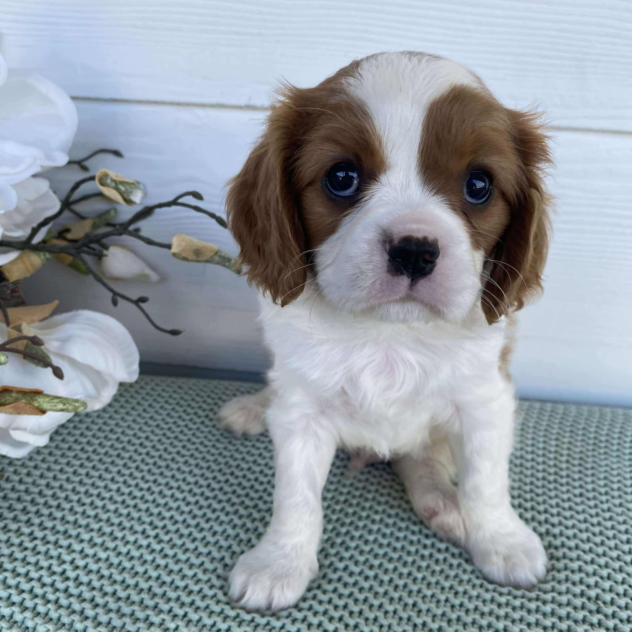 Cavalier Male Dusty - Adopted