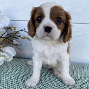 Cavalier Male Dusty - Adopted
