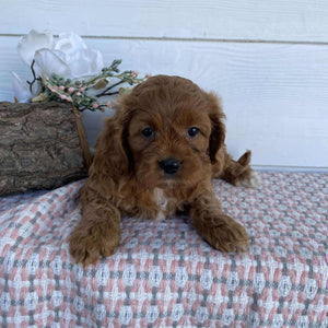 Cavoodle Mini Female Rosie - Available to Adopt 23rd March 2025