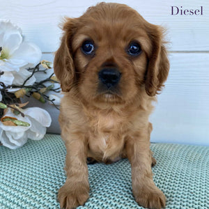 Cavalier Male Diesel - Available to Adopt 15th March 2025