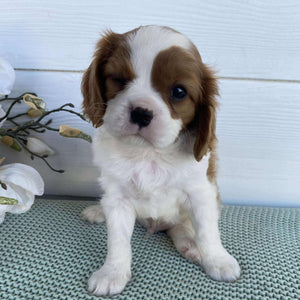 Cavalier Male Dusty - Adopted