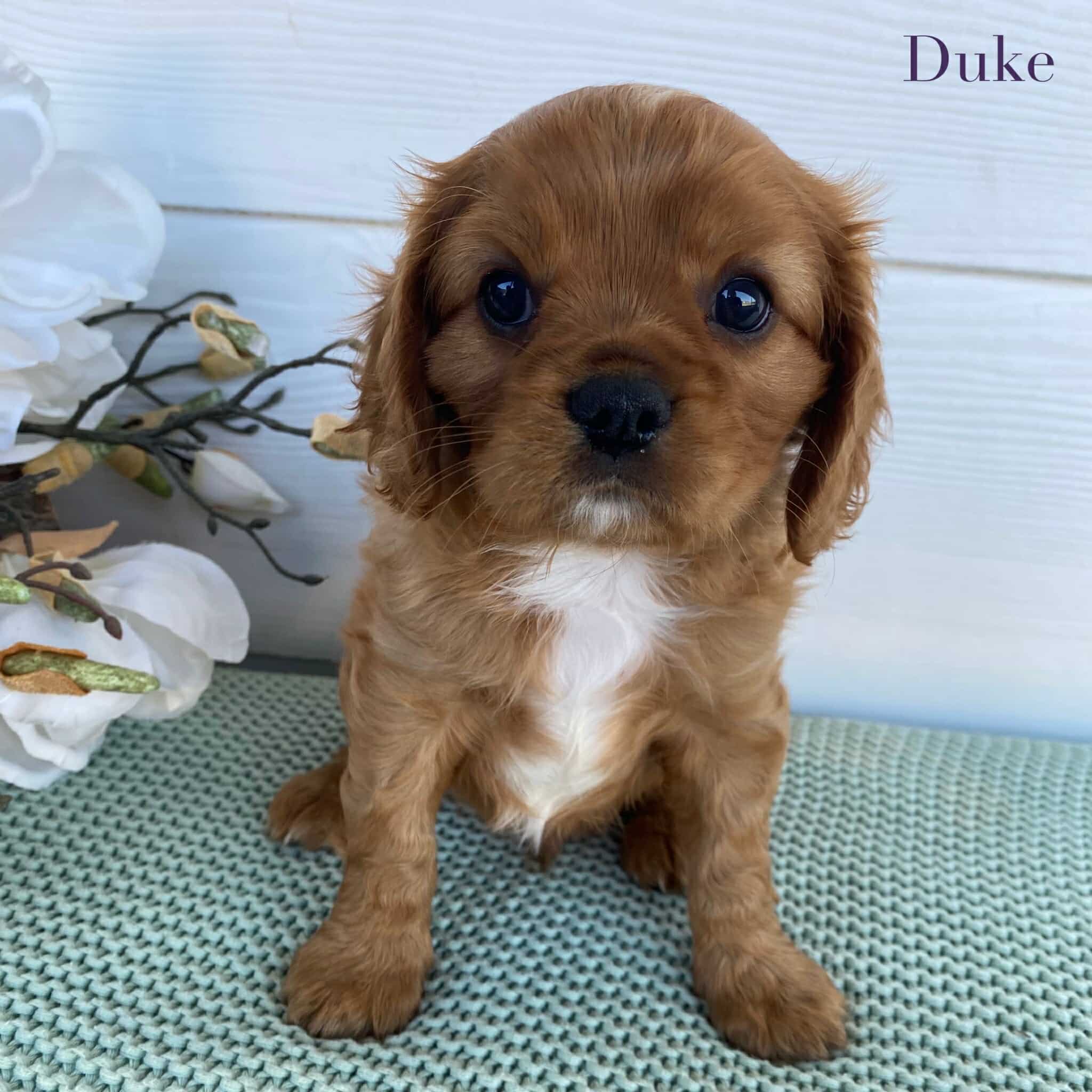 Cavalier Male Duke - Available to Adopt 15th March 2025