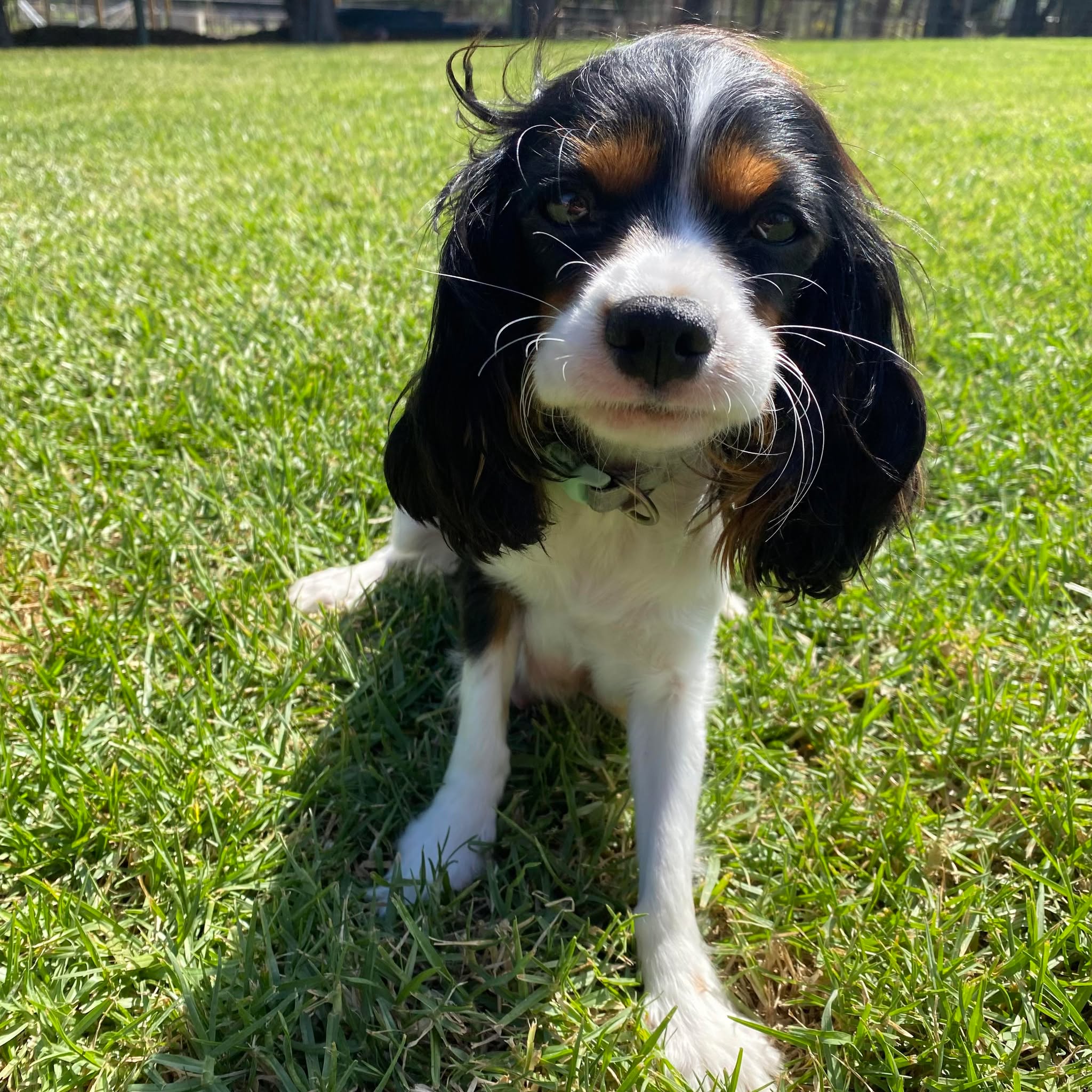 Cavoodle Toy Female Abbey - Available to Adopt 29th April 2025