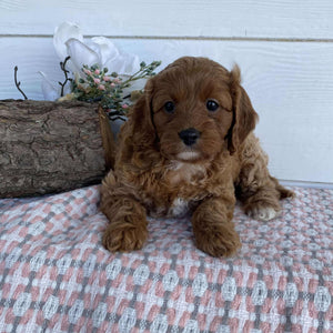 Cavoodle Mini Female Raven - Available to Adopt 23rd March 2025